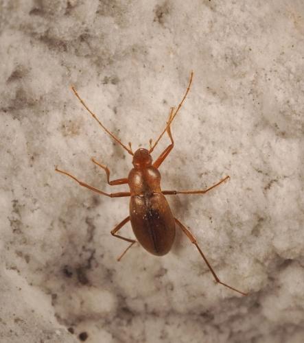 Isereus serullazi